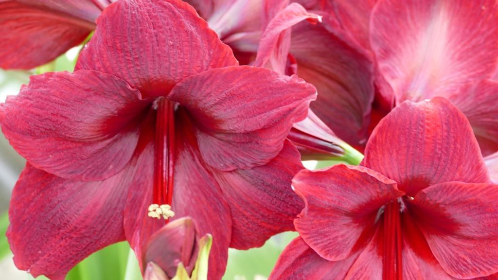 Red Pearl®
