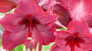 Red Pearl®