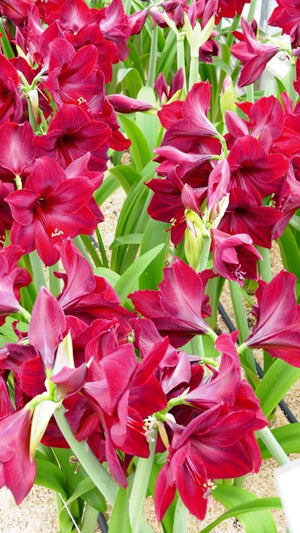 Red Pearl®