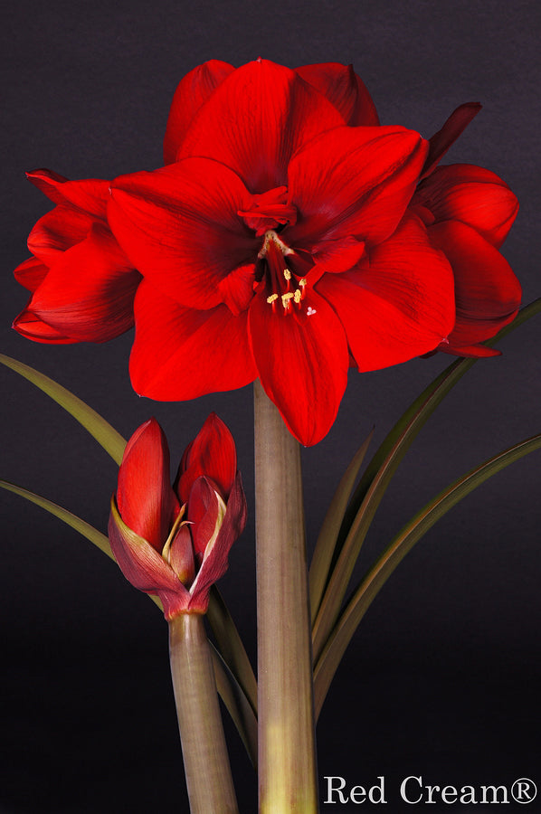 Red Cream®