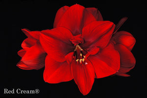 Red Cream®