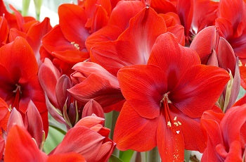 Red Cream®