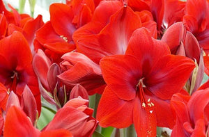 Red Cream®