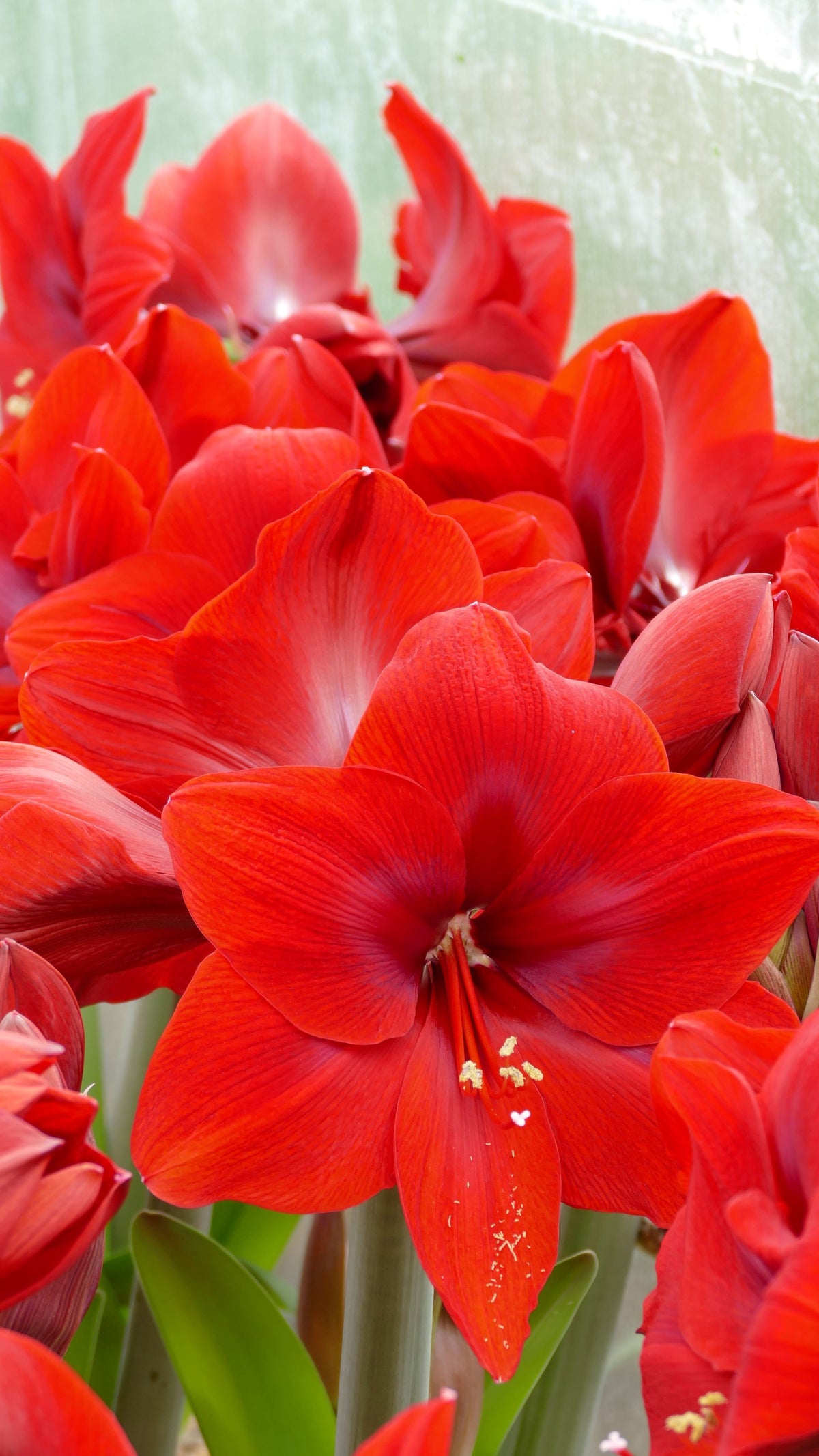 Red Cream®