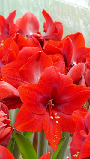 Red Cream®