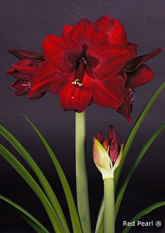 Red Pearl®