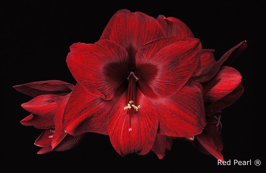 Red Pearl®