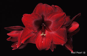 Red Pearl®