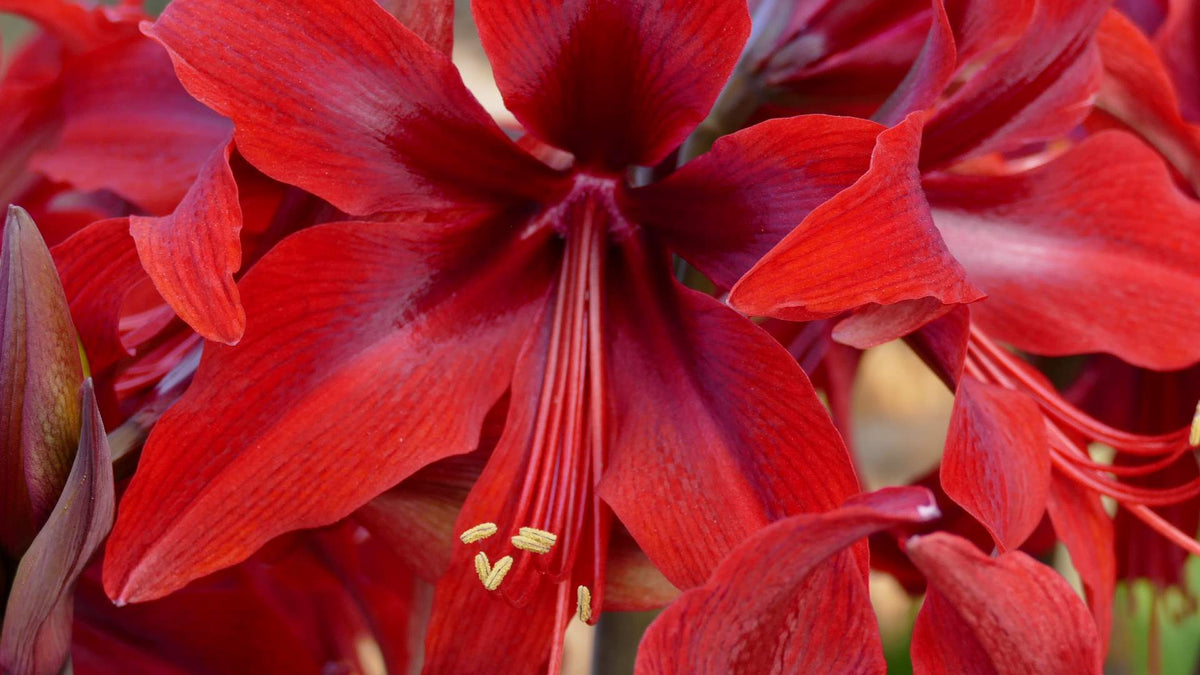 Red Amazone®