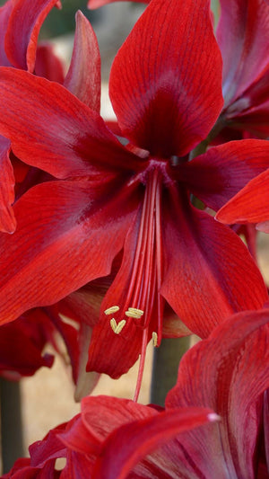 Red Amazone®