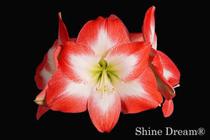 Shine Dream®