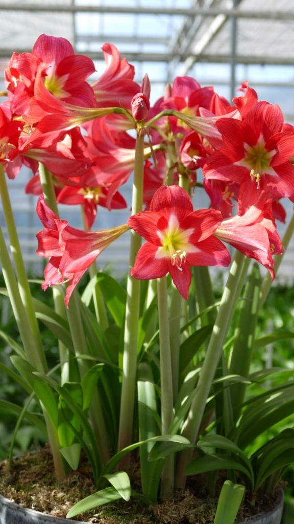 Striped Garden®