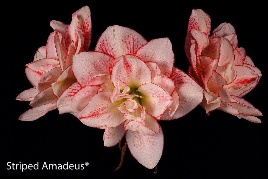 Striped Amadeus®
