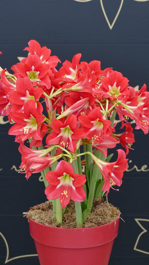 Striped Garden®