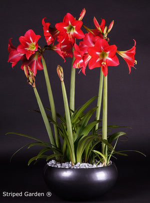 Striped Garden®