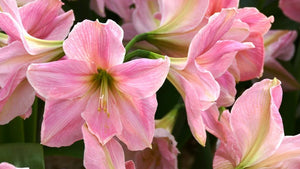 Sweet Star®