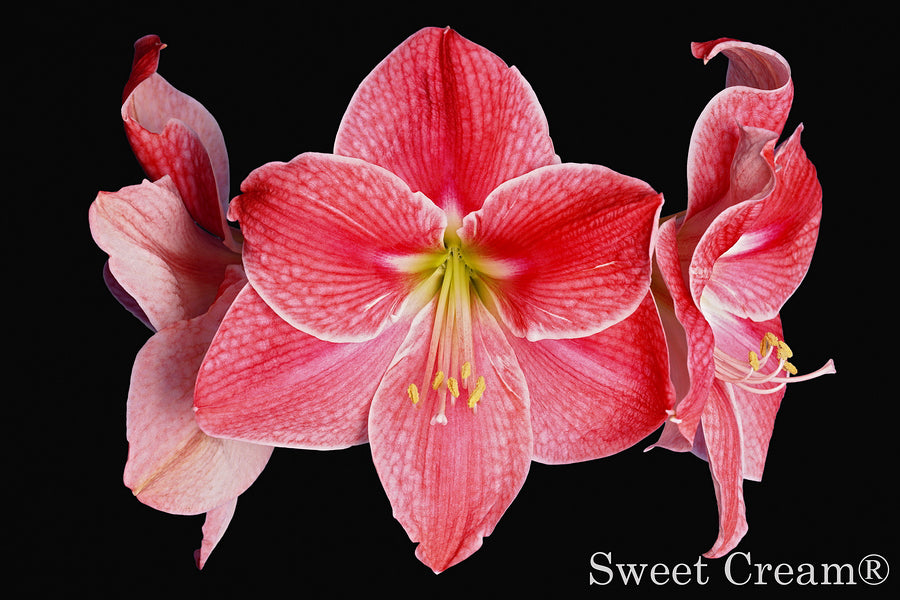 Sweet Cream®