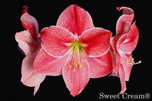 Sweet Cream®