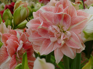 Sweet Amadeus®