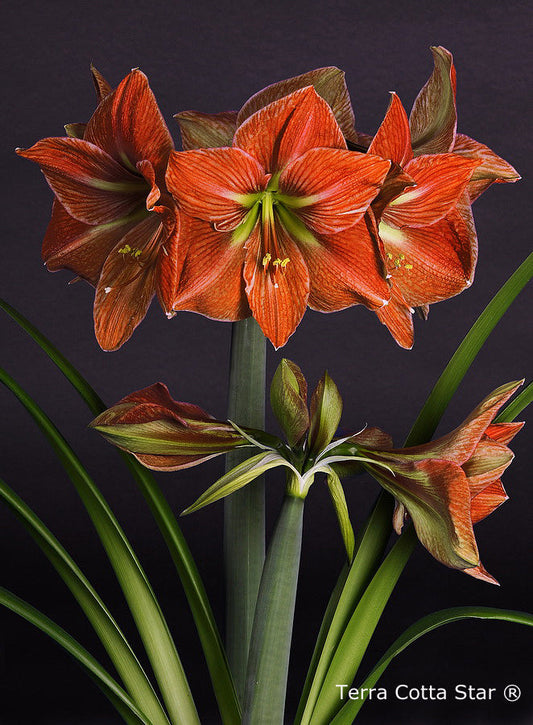 Terra Cotta Star®