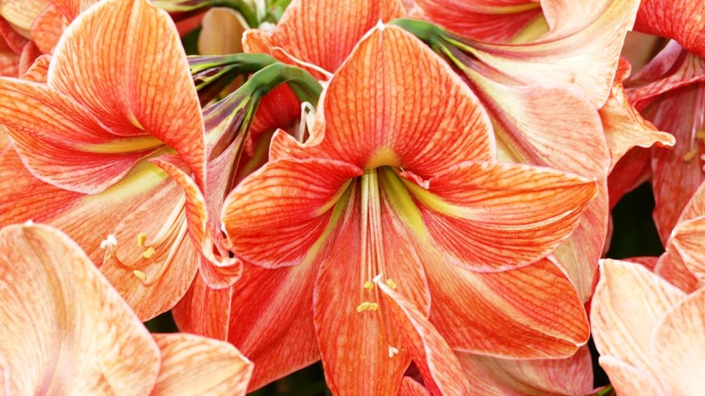 Terra Cotta Star®
