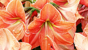 Terra Cotta Star®