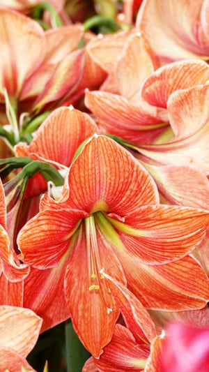 Terra Cotta Star®