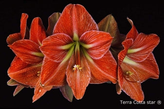 Terra Cotta Star®