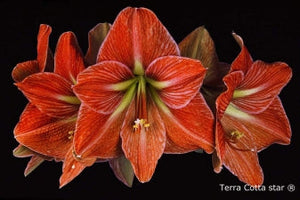 Terra Cotta Star®