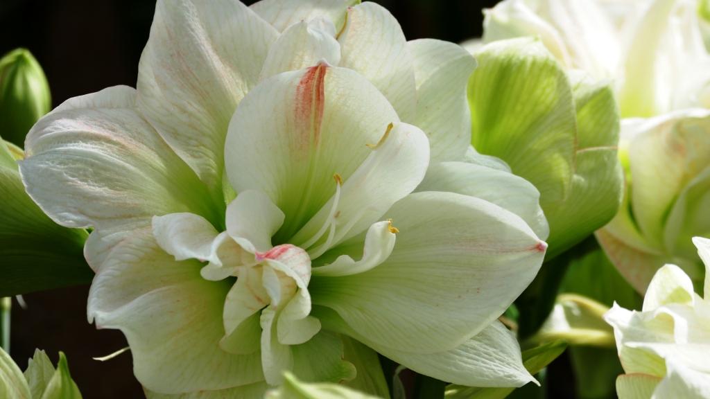 White Amadeus®
