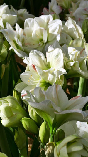 PRIJSTOPPER; 3x White Amadeus met 30% korting