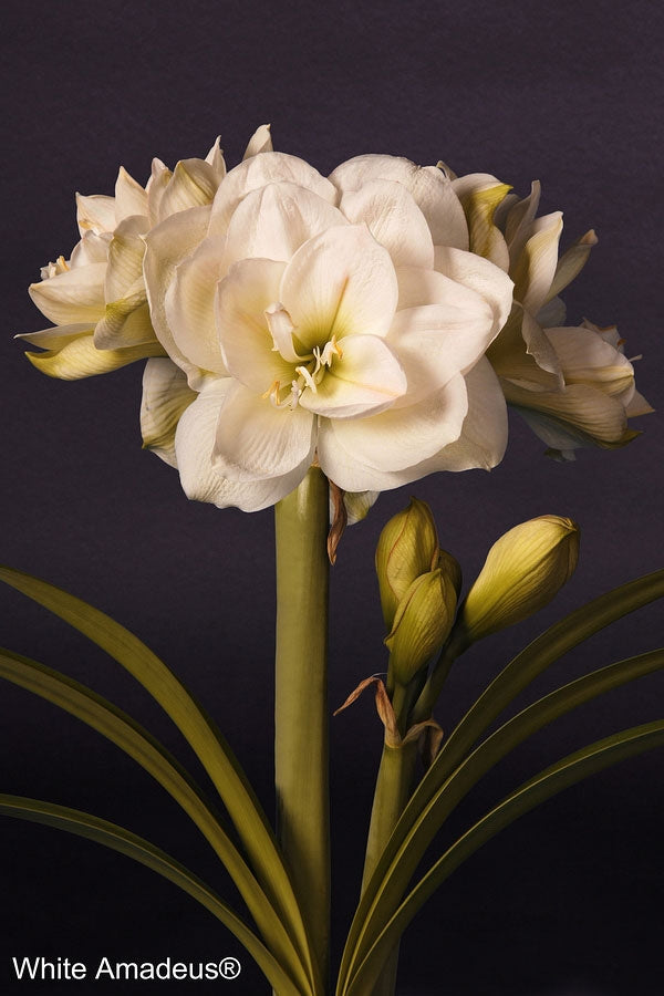 White Amadeus®