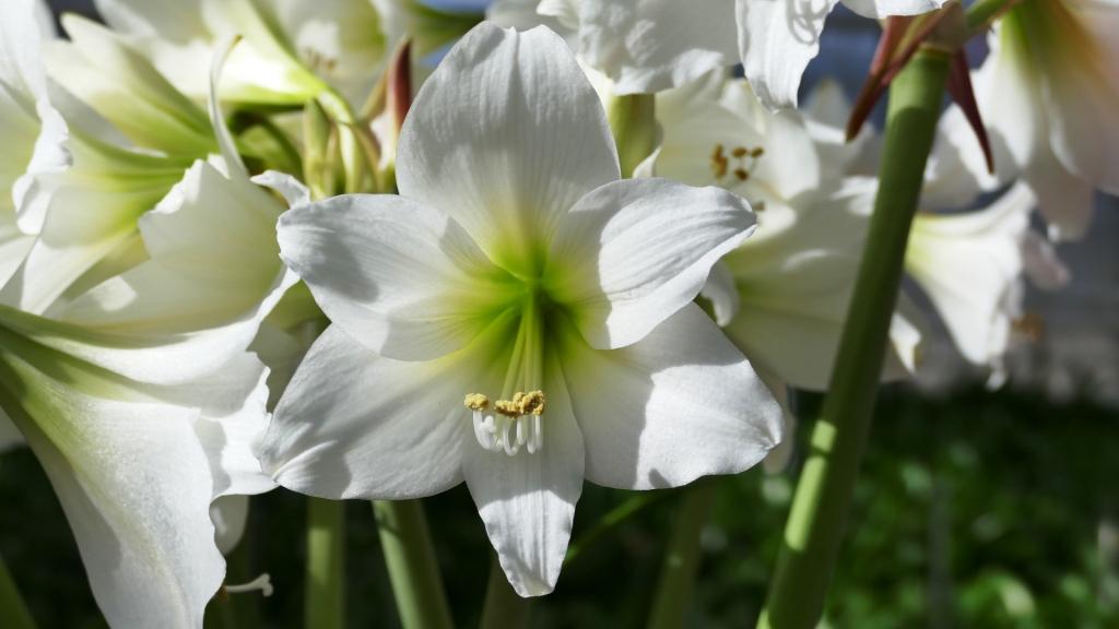 White Garden®