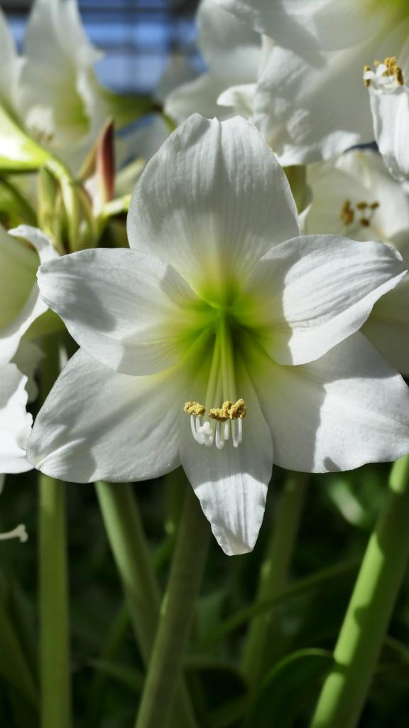 White Garden®
