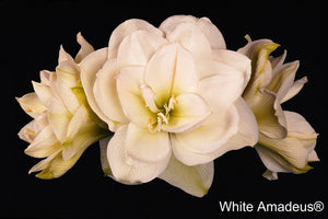 White Amadeus®