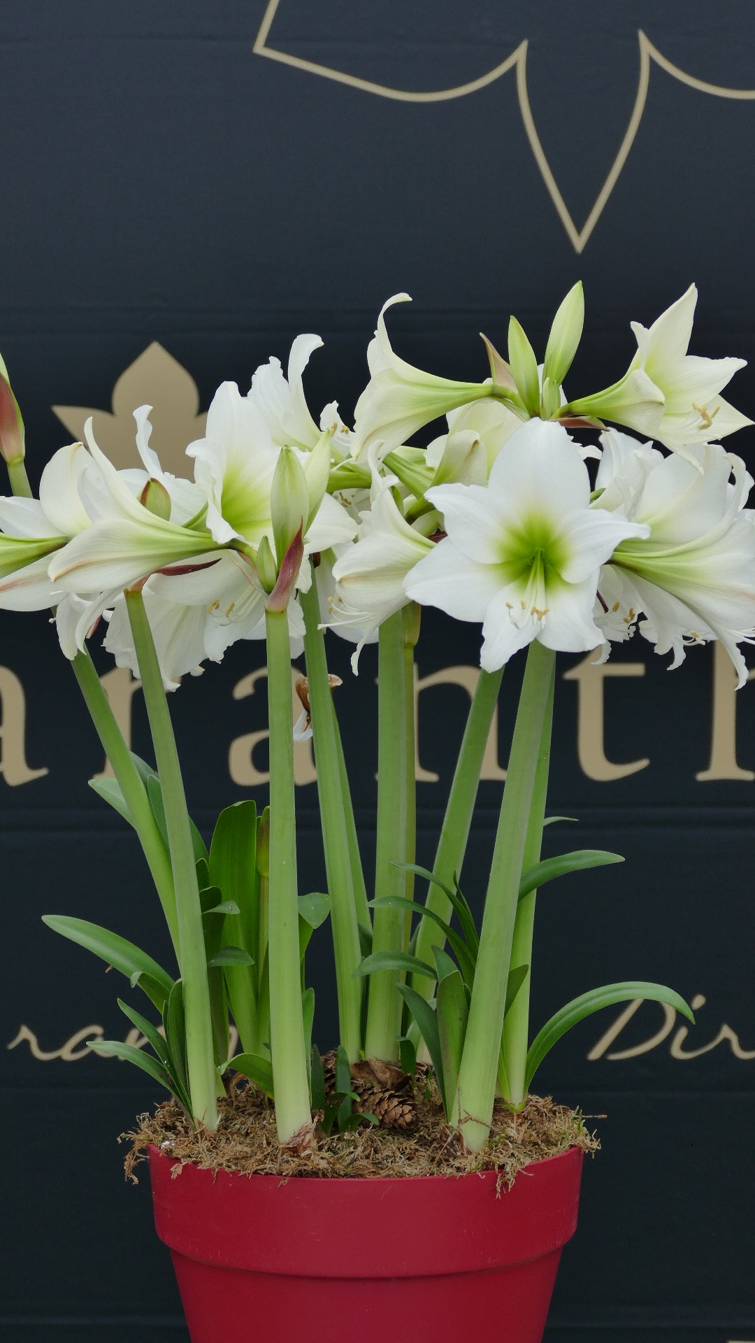White Garden®