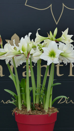 White Garden®