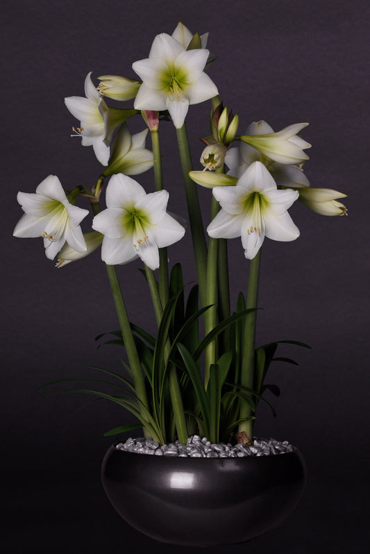 White Garden®