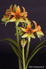 Wild Amazone ®