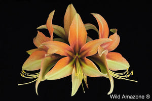 Wild Amazone ®
