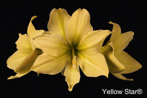 Yellow Star®