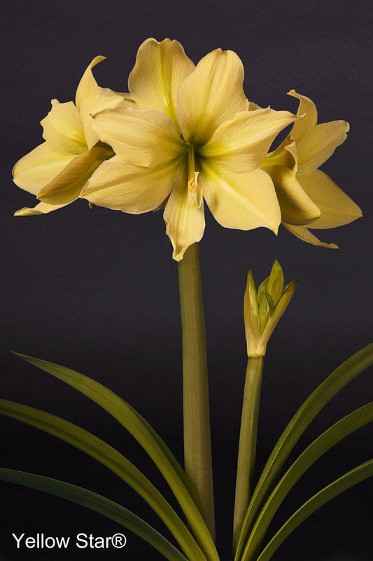 Yellow Star®