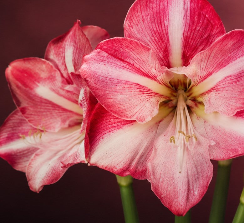 Ontmoet de Blossom Grandise
