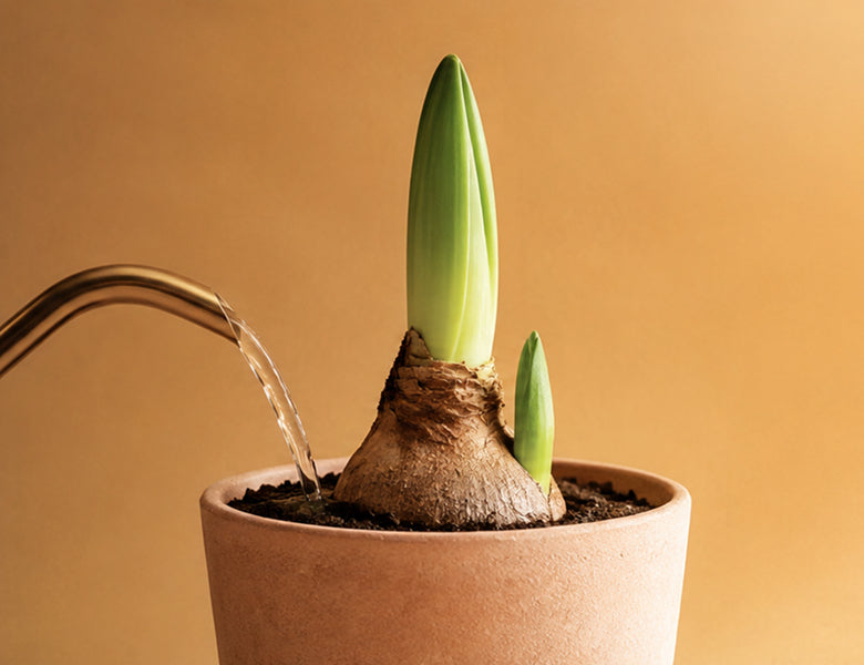 Verzorging van je Amaryllis