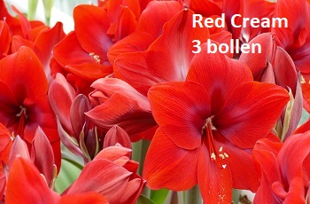 Red Cream 3 bollen.jpg