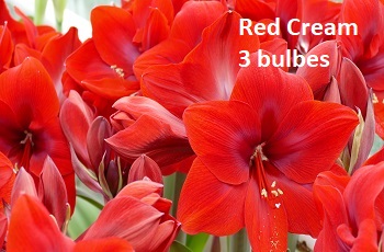 Red Cream 3 bulbes.jpg