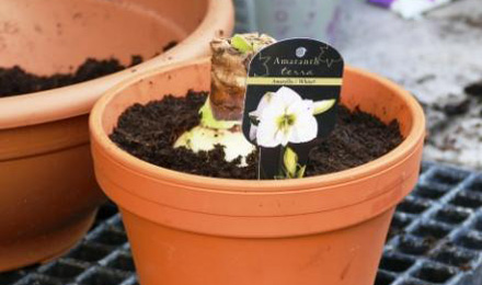 amaryllis-verzorgen-stap-1-planten-van-de-amaryllis